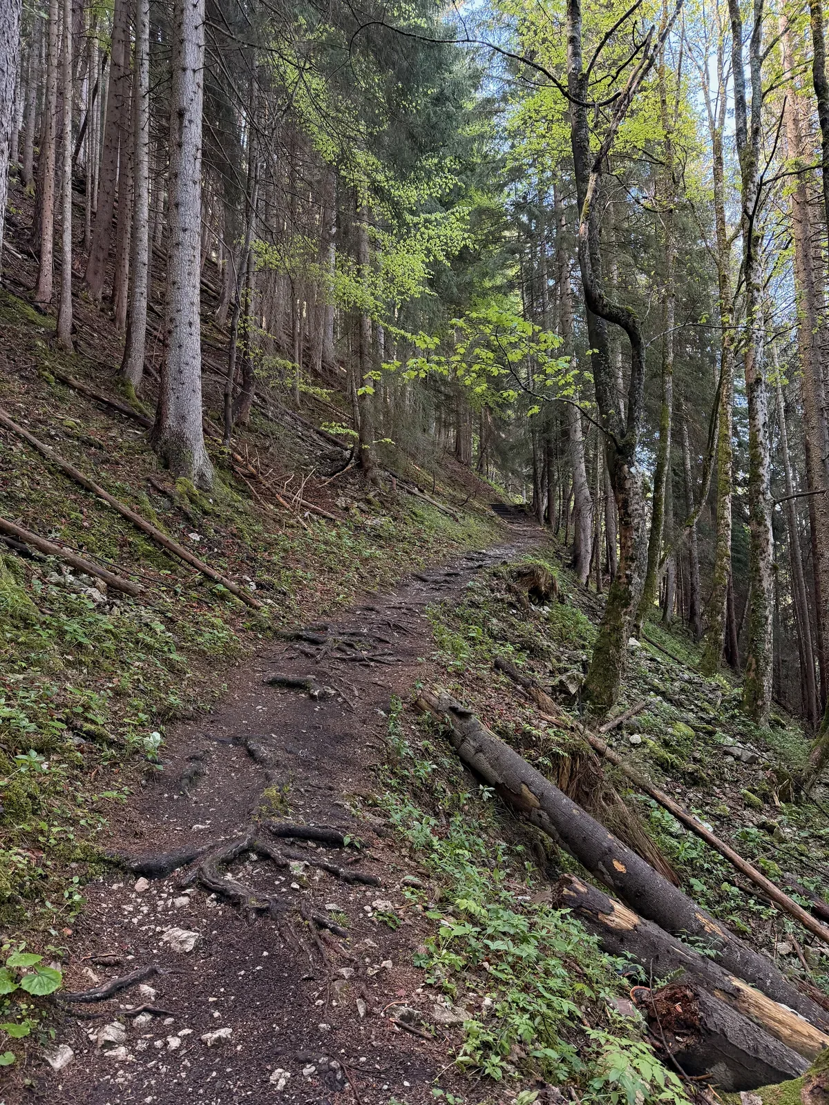 Rooty singletrack on the Koppensteig above Ehrwald, ZUT 107K at KM 20.9.