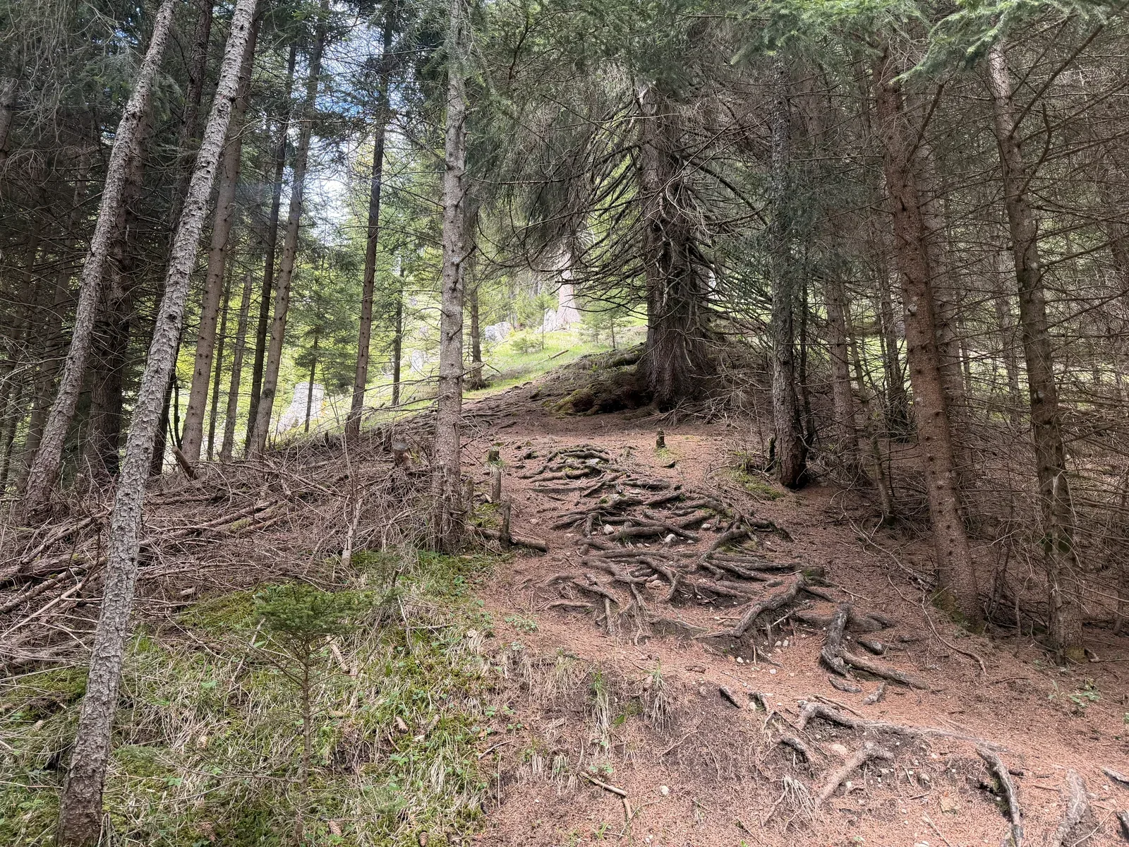 Steep forest climb with exposed roots toward Ehrwalder Alm, Zugspitz Ultratrail 107K at KM 22.5.
