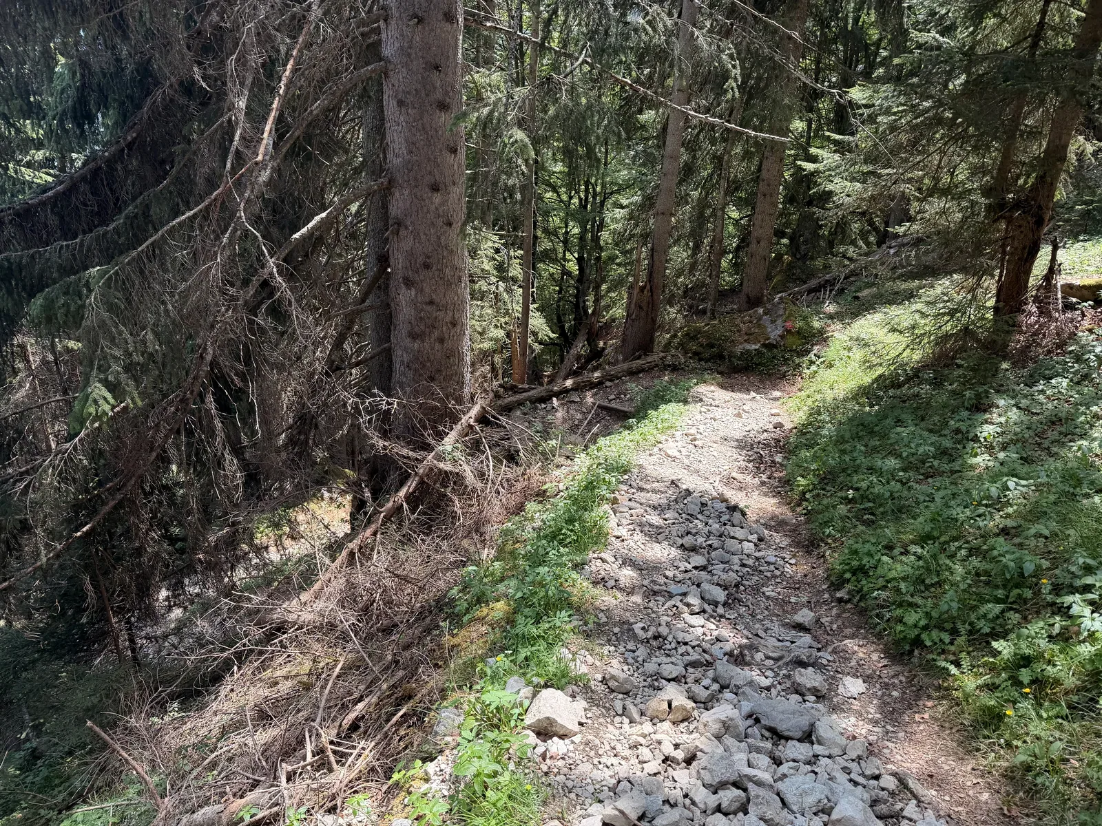 Rocky forest trail on the descent, technical ground requiring focus, ZUT 107K at KM 50.4.