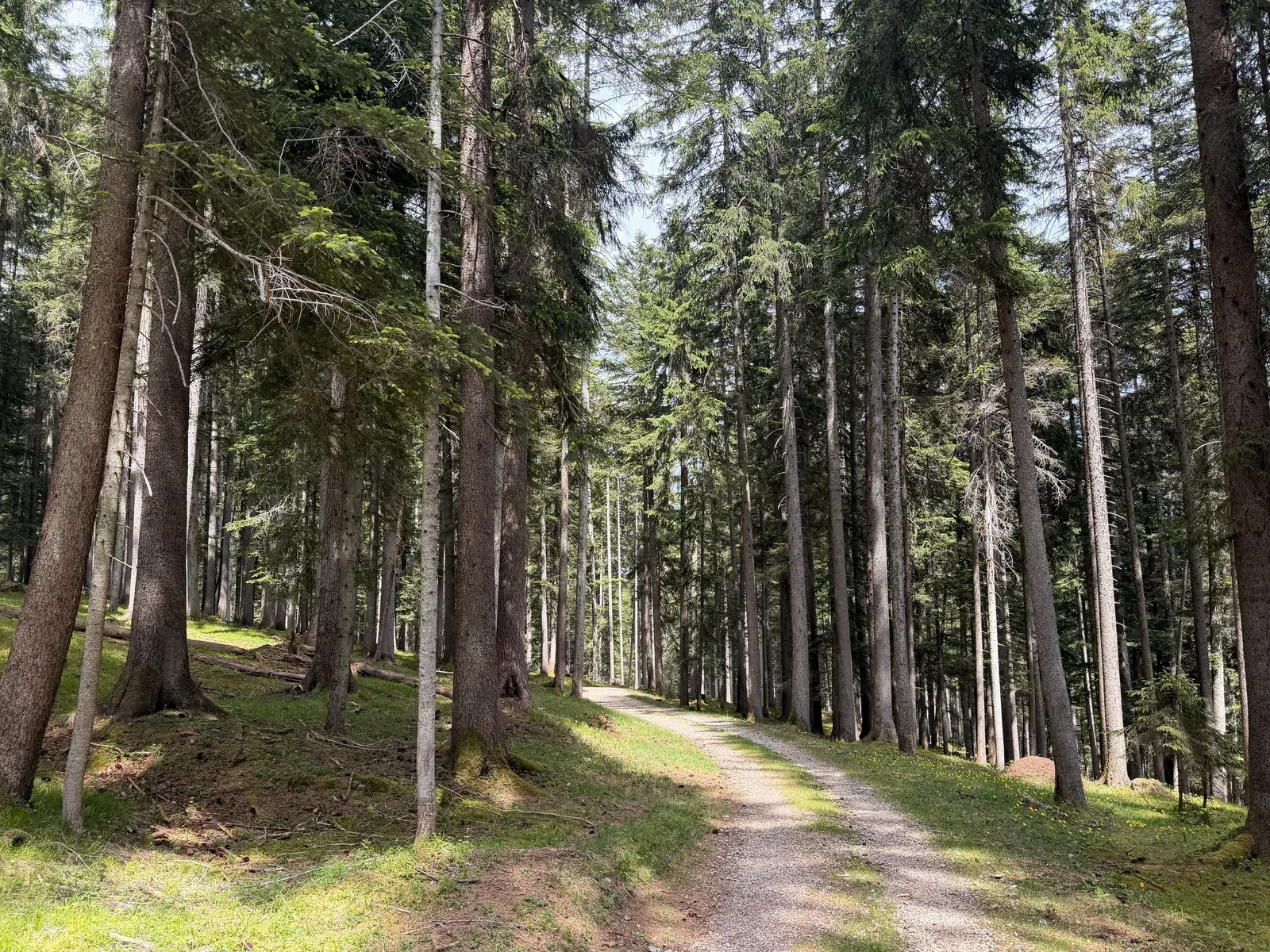 Wide forest road after the long alpine block, ZUT 107K at KM 52.7.
