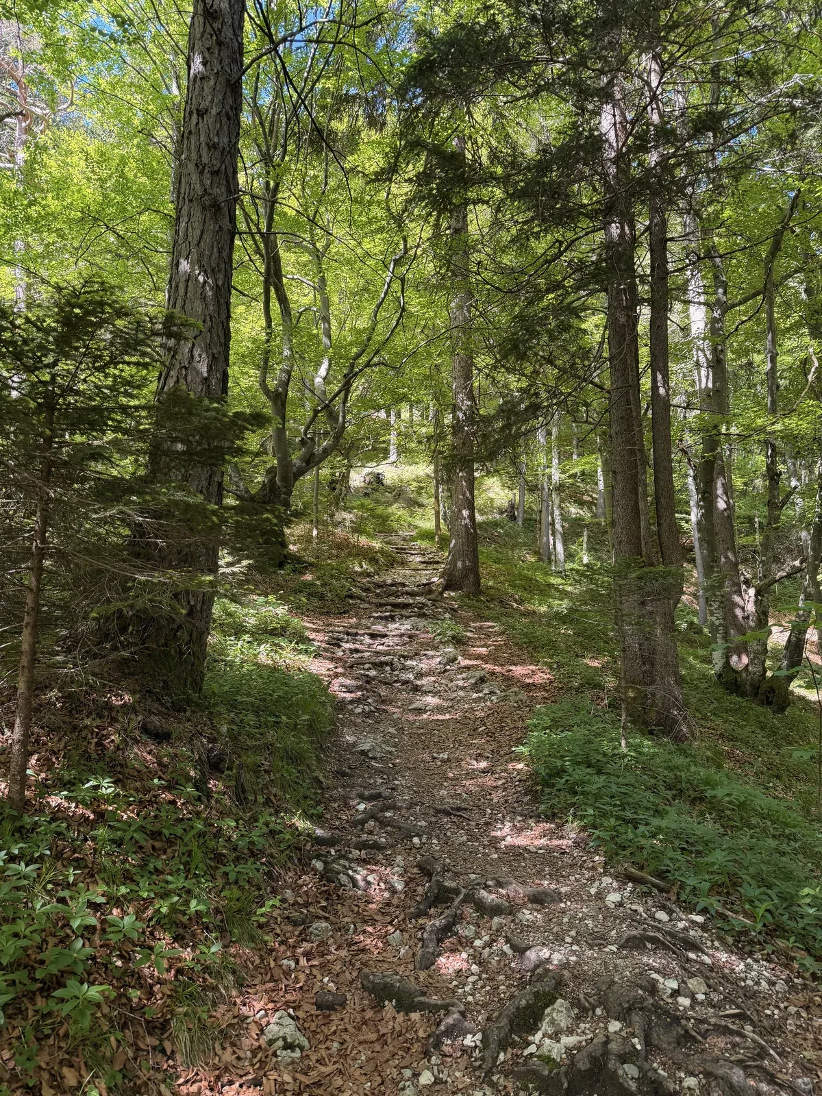 Narrow forest trail with rocks and roots, technical section on ZUT 107K at KM 64.2.