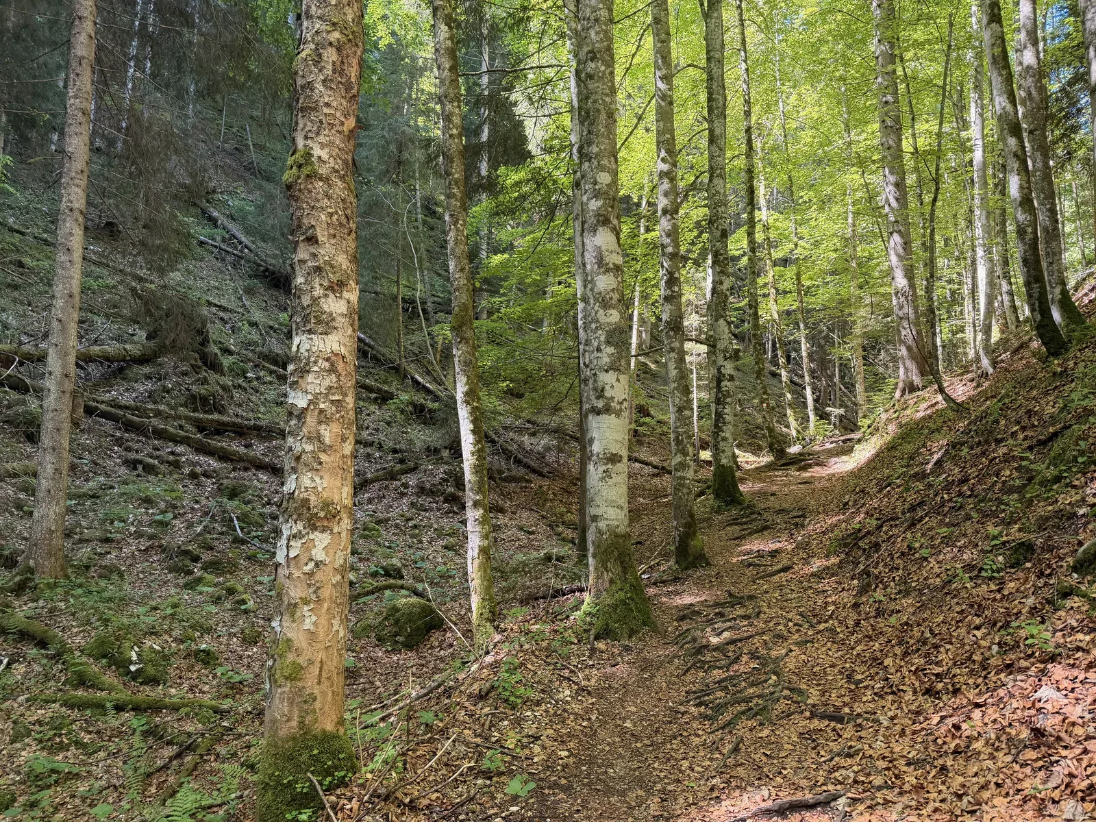 Earthy singletrack in dense shaded forest, ZUT 107K at KM 65.8.