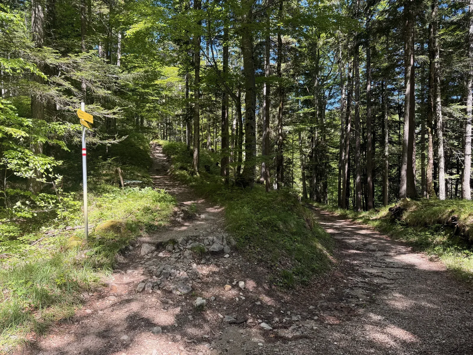 Forest junction on a runnable trail section, ZUT 107K at KM 66.4.