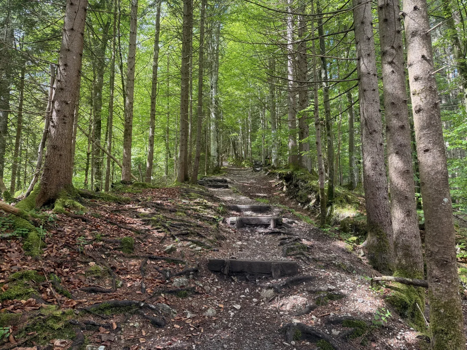 Rooty forest climb on narrow trail above Hammersbach, Zugspitz Ultratrail 107K at KM 6.3.