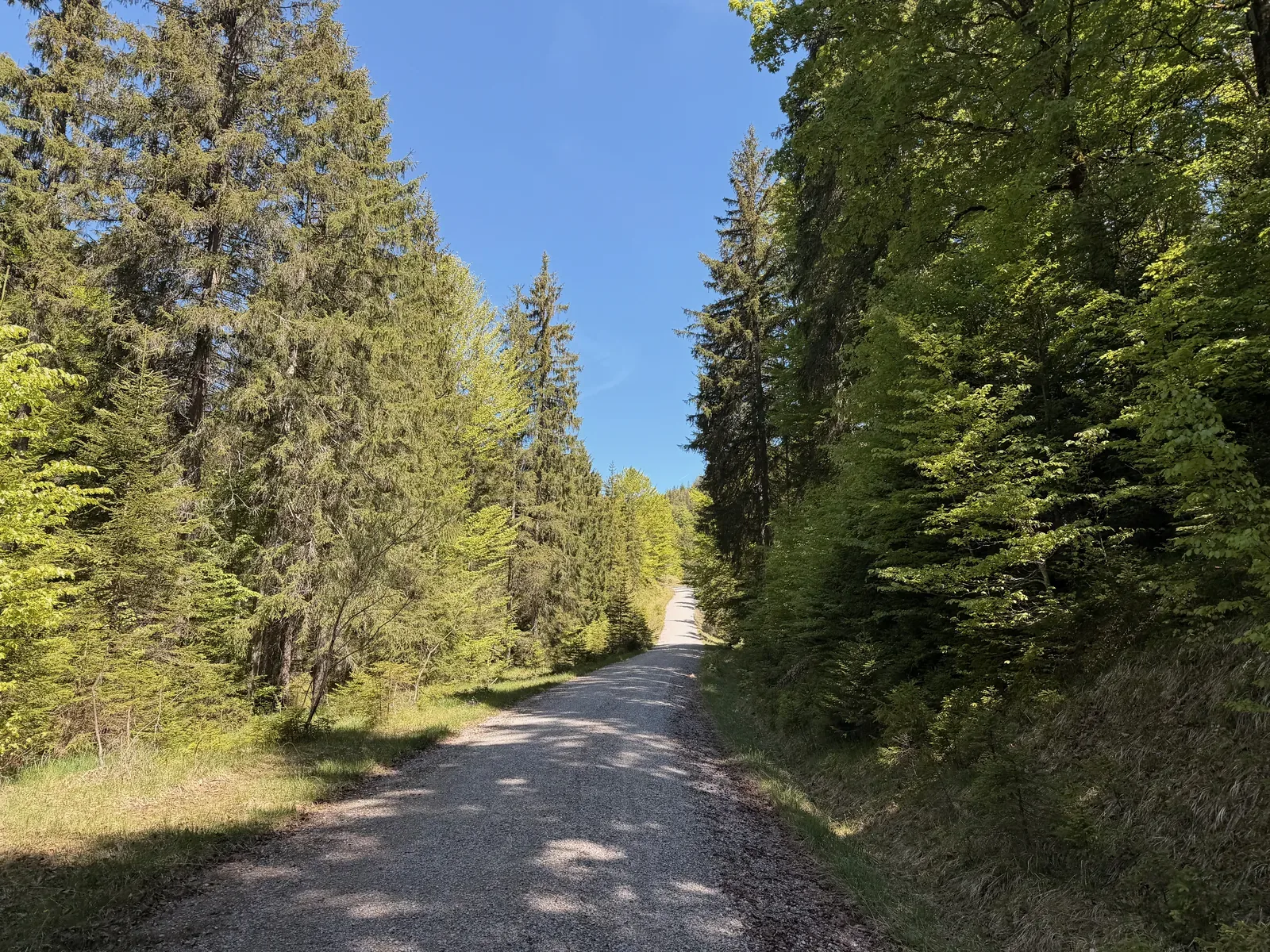 Gravel road in forest, faster section after technical trails, ZUT 107K at KM 70.3.