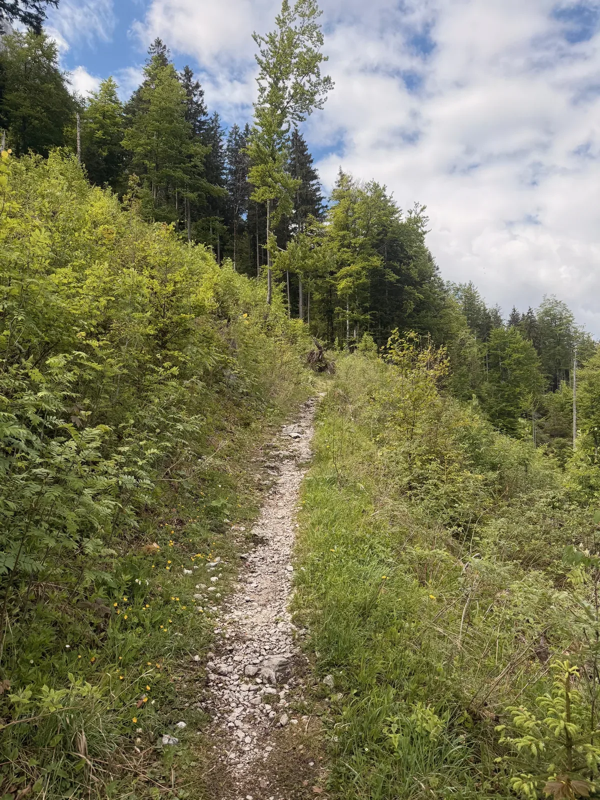 Narrow singletrack through dense forest toward Eibsee, ZUT 107K at KM 7.3.