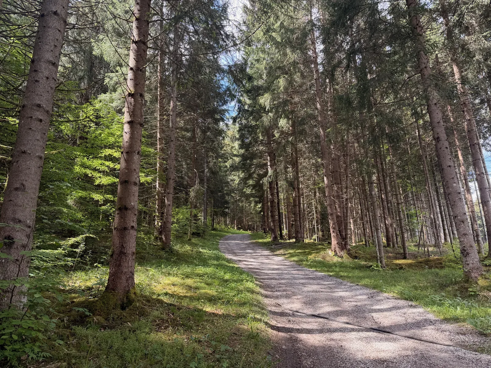 Runnable forest road before Eibsee aid station, Zugspitz Ultratrail 107K at KM 8.5.